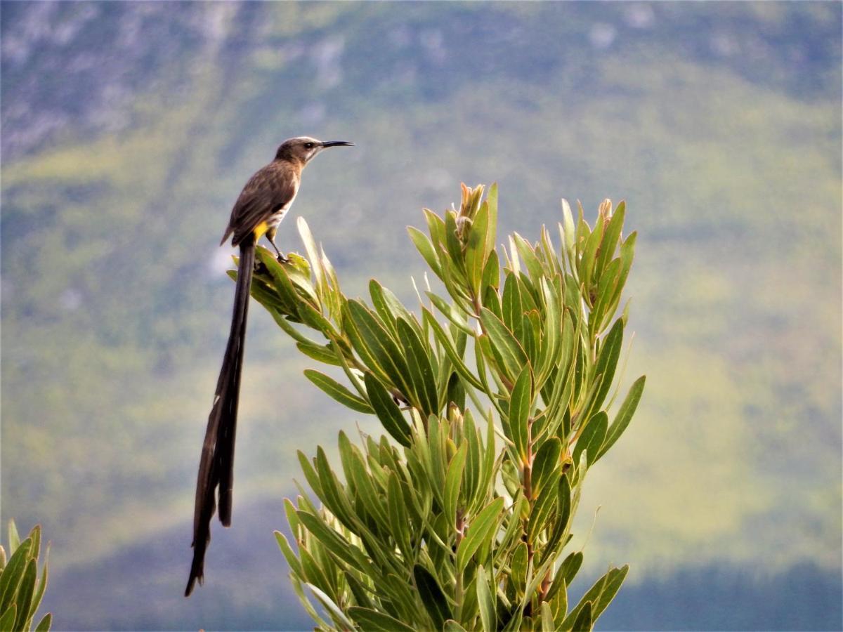 Mountain View Swellendam Apartment ภายนอก รูปภาพ